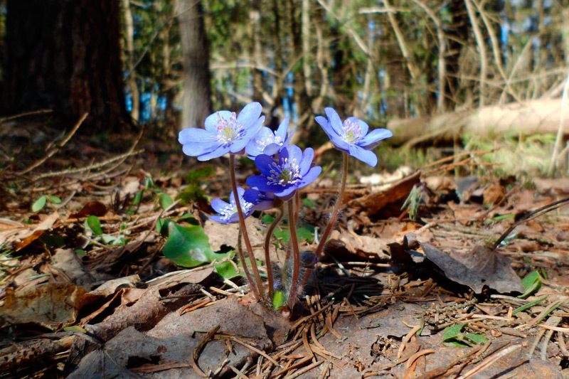 Погода 5 апреля: мокрый снег, дождь и до +14 °С