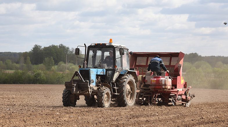 Белорусские аграрии высадили картофель на 81,3% площадей