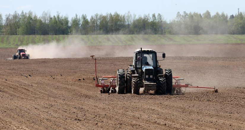 В Беларуси завершили посадку кукурузы на сельскохозяйственных угодьях