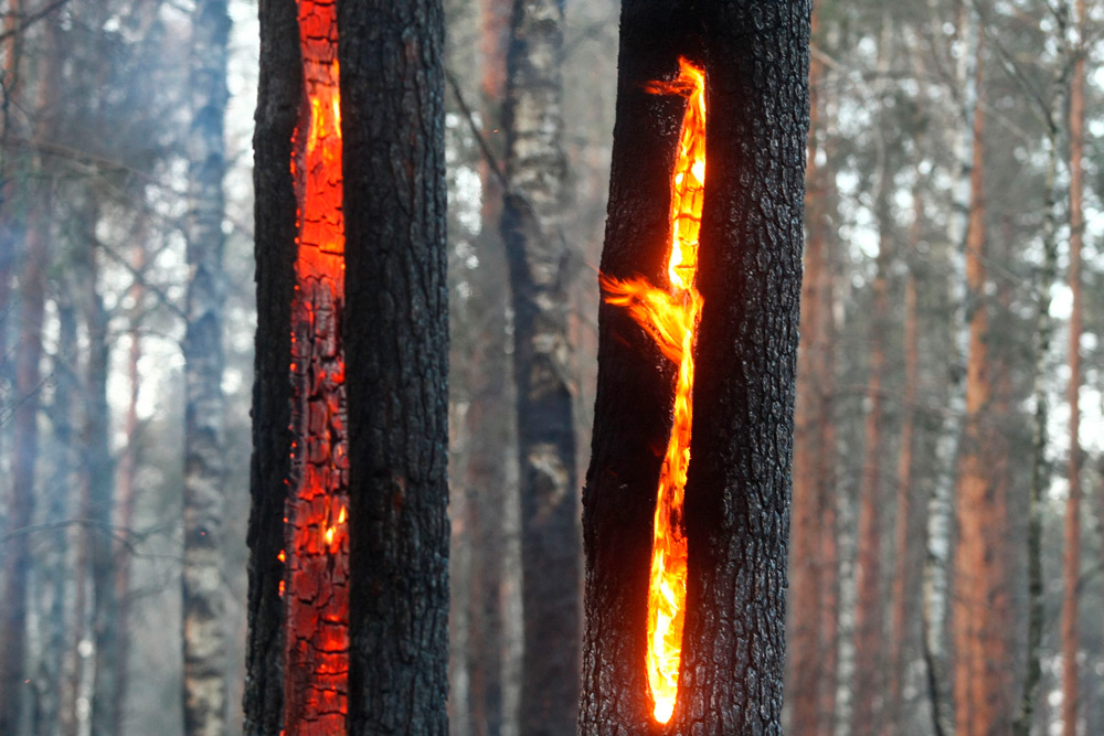 В Беларуси за сутки потушено 5 лесных пожаров