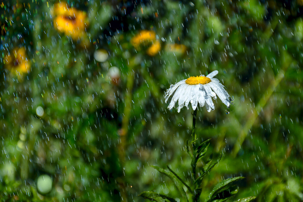 Оранжевый уровень опасности из-за порывистого ветра объявлен в Беларуси 27 мая