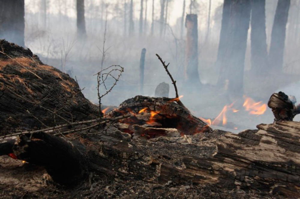 В Беларуси за сутки потушены три лесных пожара