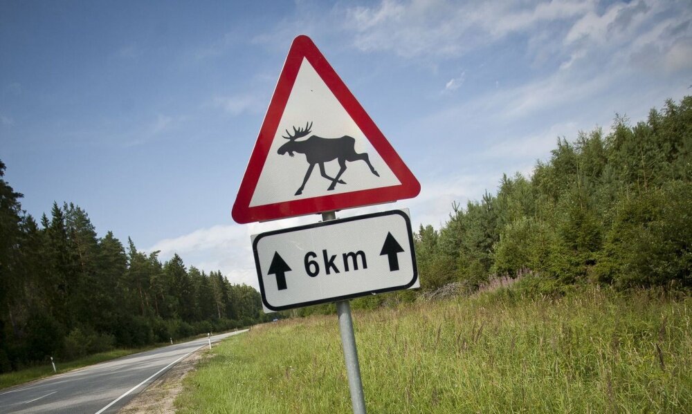 ГАИ напоминает об опасности выхода на дорогу диких животных