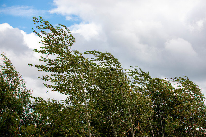 МЧС напомнило правила безопасности при сильном ветре