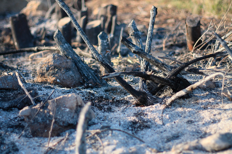 В Беларуси за сутки потушены четыре лесных пожара