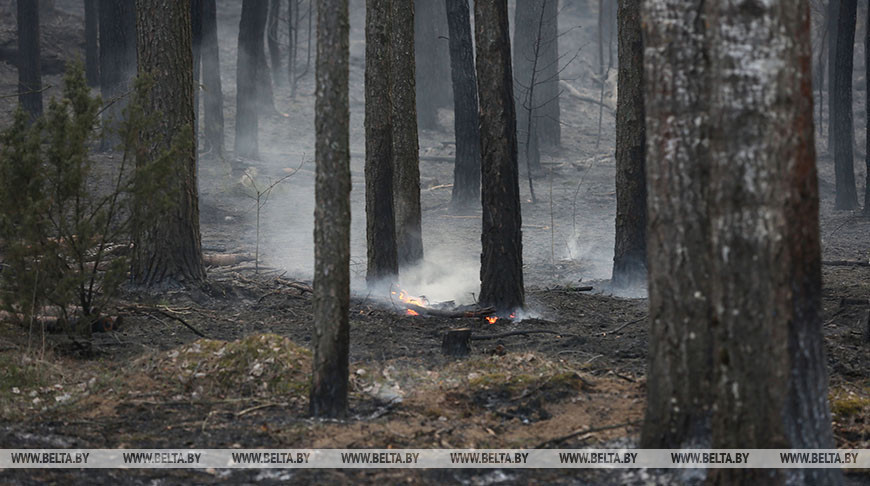В Беларуси за сутки потушены 7 лесных пожаров