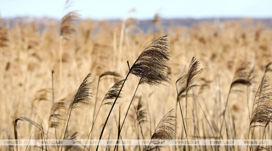 МЧС призывает граждан при усилении ветра и грозах быть внимательными и осторожными