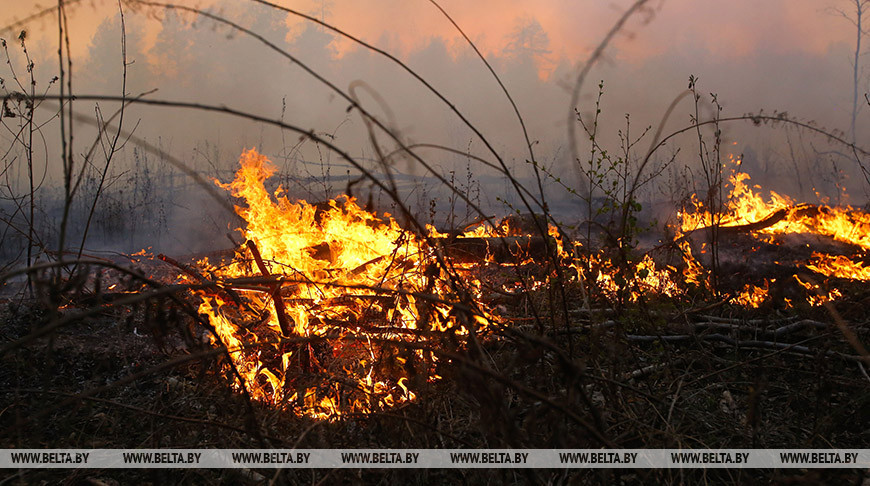 В Беларуси за сутки потушены пять лесных пожаров
