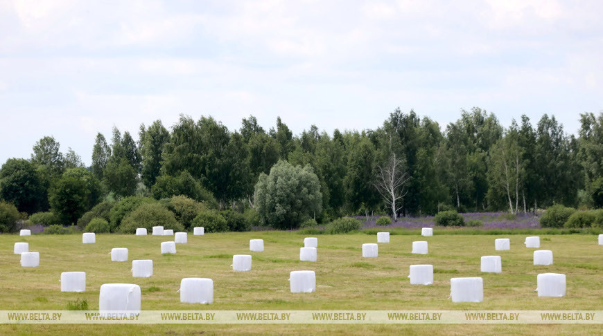 В Беларуси травы первого укоса скошены почти на 60% площадей