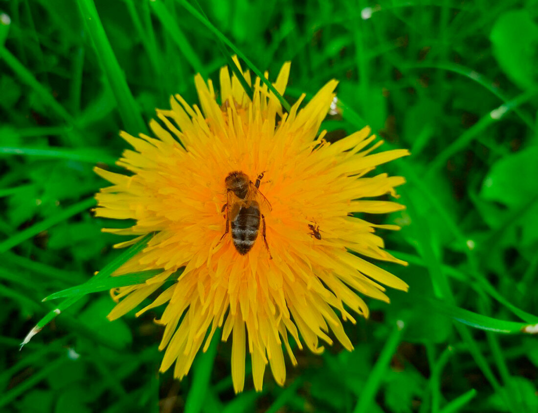 Погода 7 июня: преимущественно без осадков и до 29 градусов тепла
