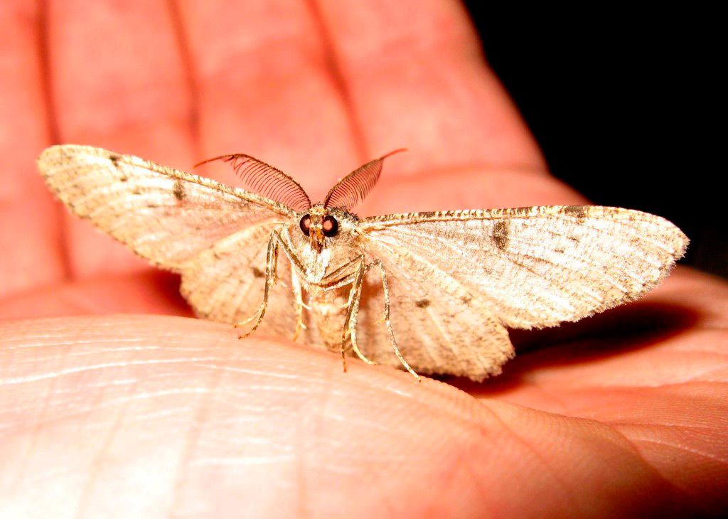 Мысли вслух: Мотылёк