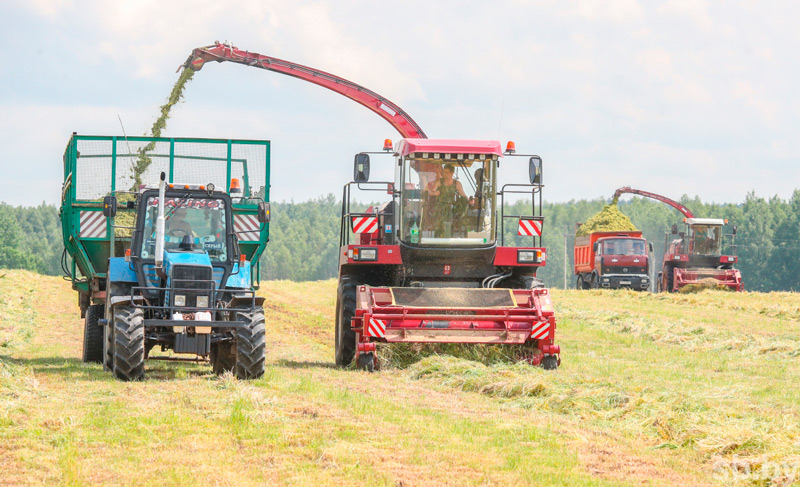 В Беларуси намолочено более 170 тыс. тонн озимого рапса