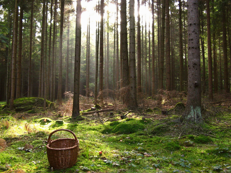За сутки в лесах Беларуси потерялись три человека