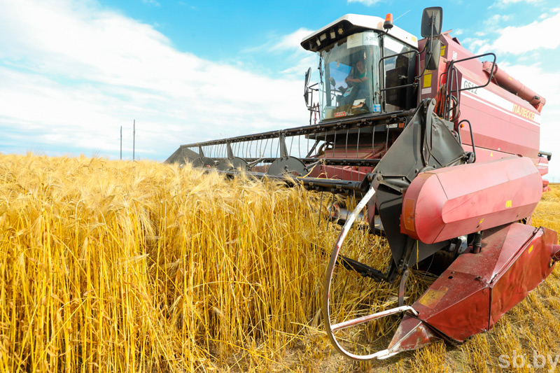 В Беларуси намолочено более 328 тысяч тонн зерна нового урожая