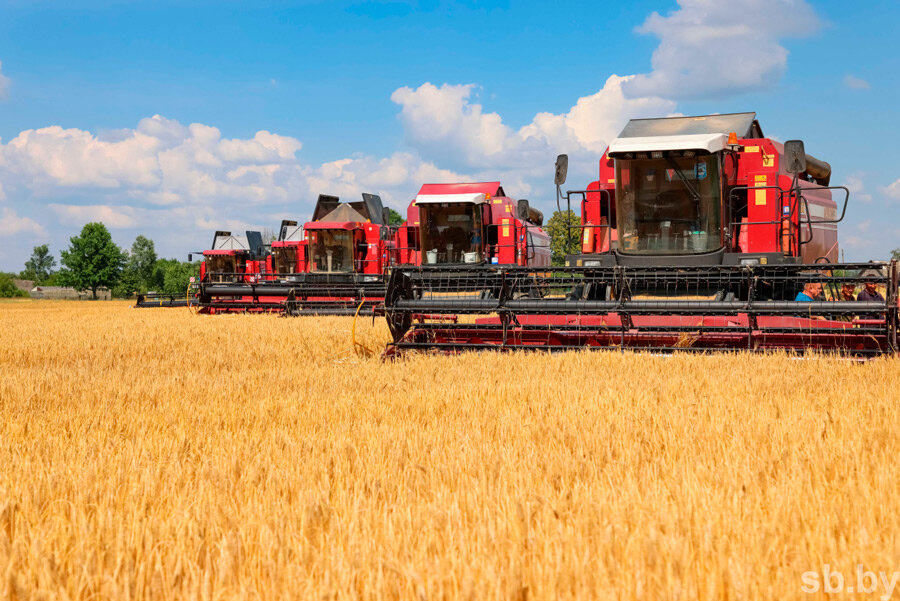 В Беларуси планируют собрать примерно 8,6 миллиона тонн зерна