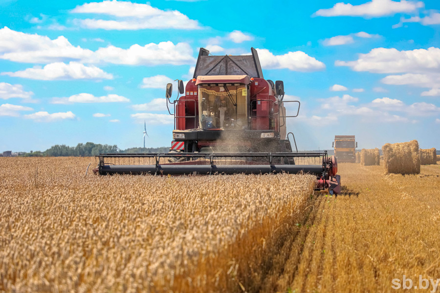 В Беларуси намолотили более 1,6 млн т зерна