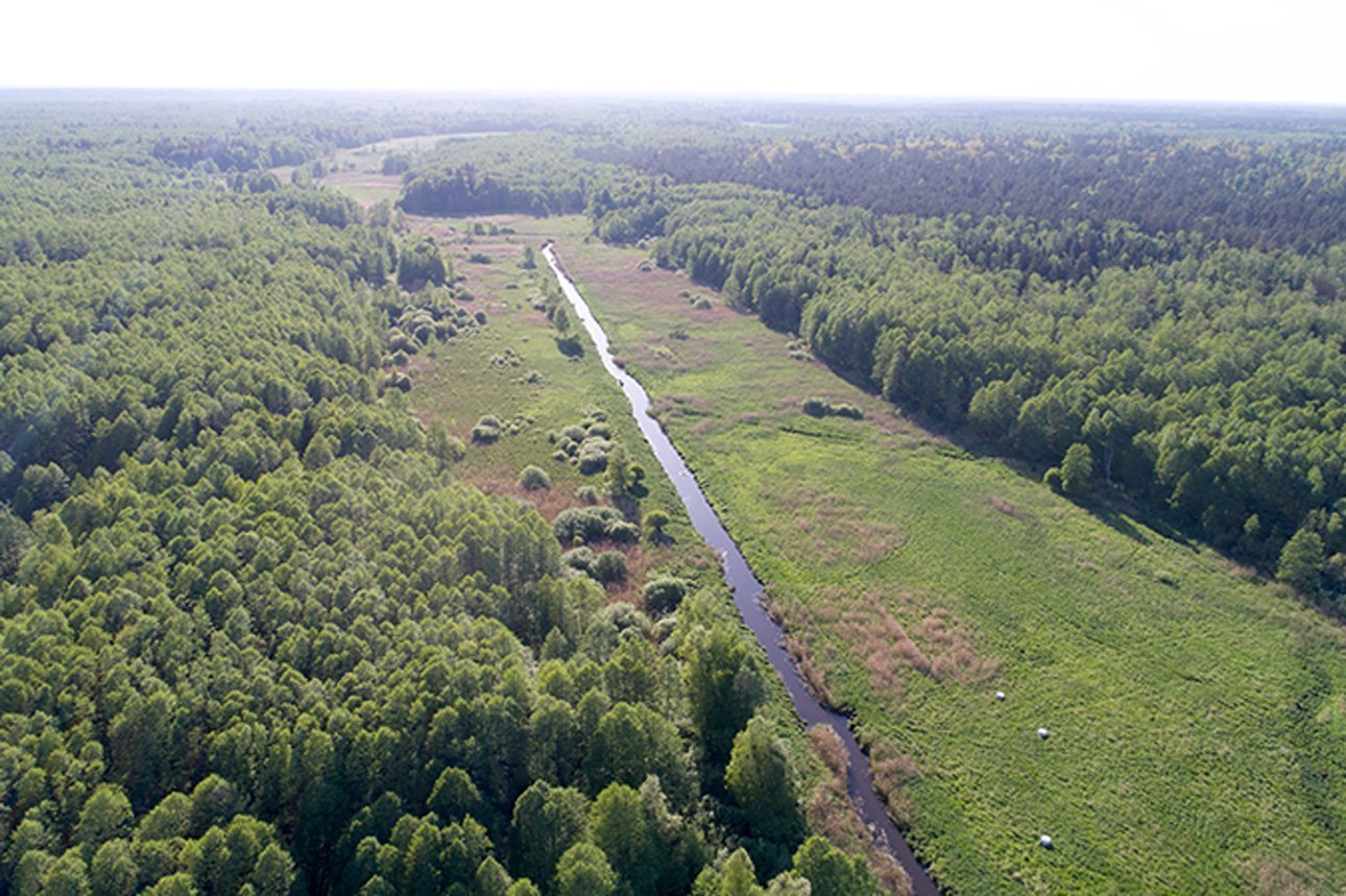 В лесах Беларуси за сутки найдены пять заблудившихся человек