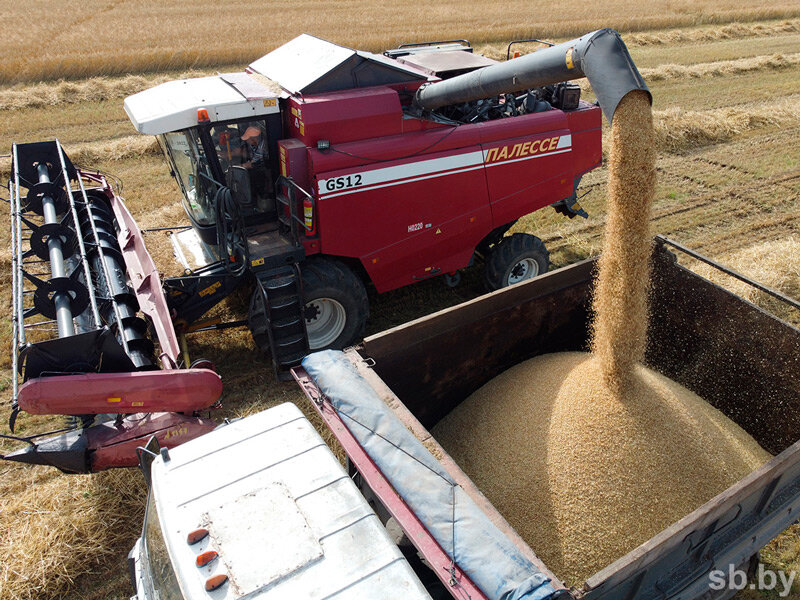 Намолот зерна в Беларуси составил 883 тыс. тонн