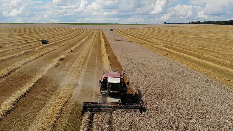 Зерновые и зернобобовые культуры в Беларуси убраны с половины площадей