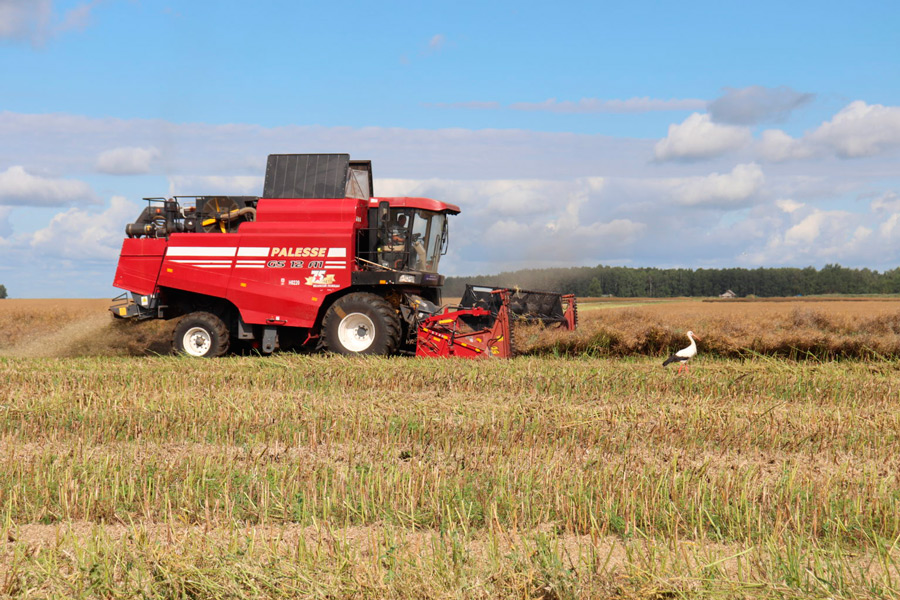 В Беларуси намолотили более 500 тыс.т озимого рапса на зерно