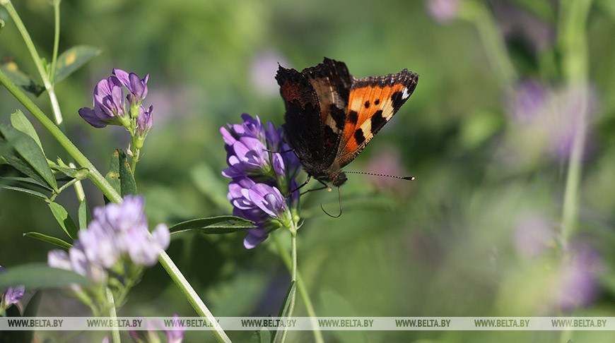 Кратковременные дожди с грозами ожидаются в Беларуси 31 августа
