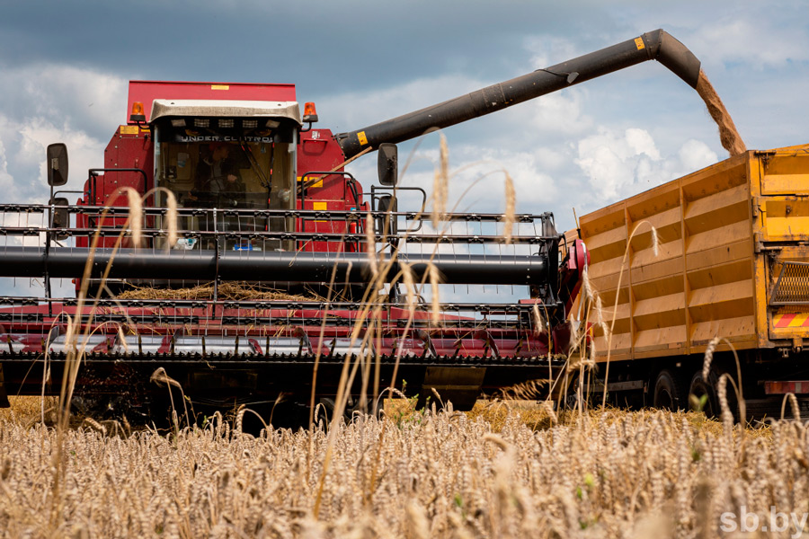 В Беларуси намолочено почти 2,5 миллиона тонн зерна – убрано около трети площадей