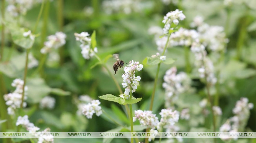 В Беларуси стартовала уборка проса и гречихи