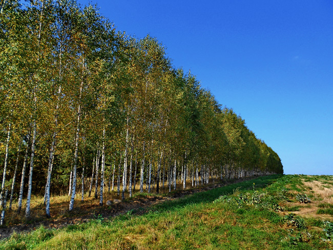 Приметы и поверья на 5 августа: что нельзя делать в день Трофима Бессонника