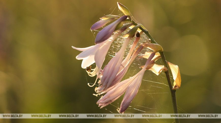 Желтый уровень опасности из-за жары объявлен в Беларуси 24 августа