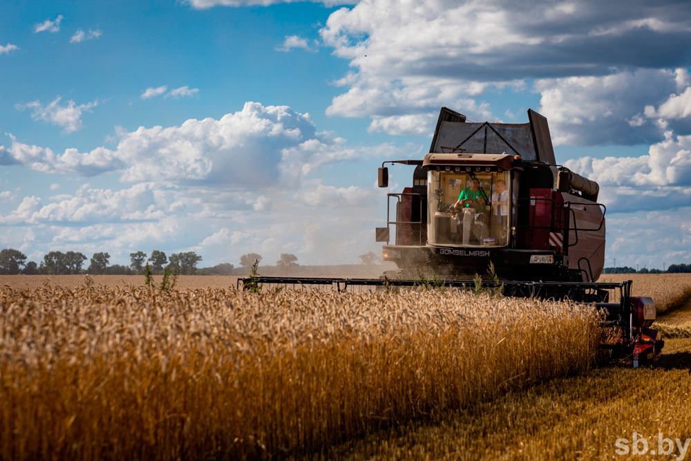 Белорусские аграрии готовятся преодолеть рубеж в два миллиона тонн намолоченного зерна