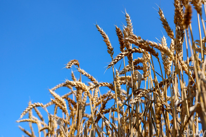 В Беларуси намолочено более 3 миллионов тонн зерна