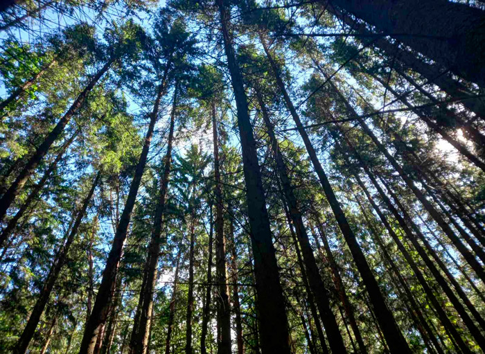Запреты и ограничения на посещение лесов действуют в 70 районах Беларуси