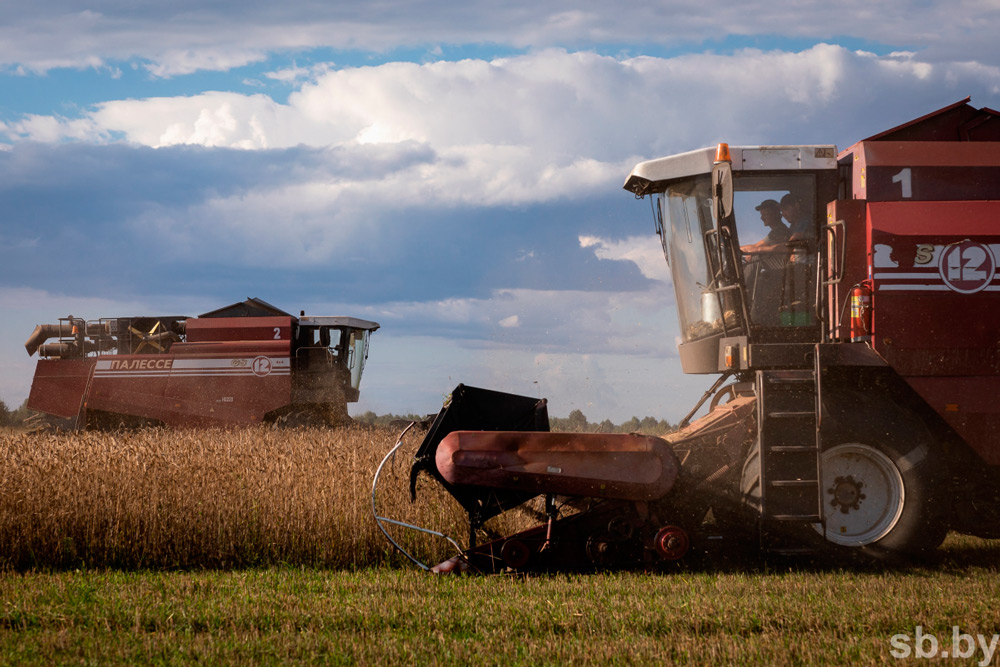 В Беларуси убрано 78 процентов зерновых
