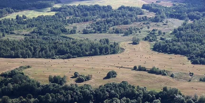 В Беларуси убрали просо на 65% площадей