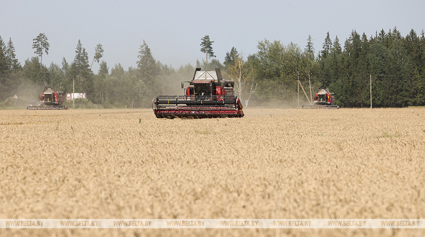 Миллион тонн зерна намолотили аграрии Могилевской области