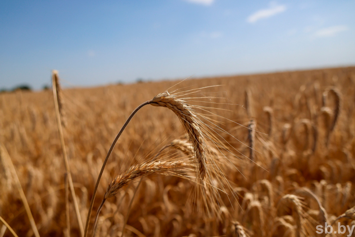 В Минсельхозпроде заявили, что 2022 год стал благоприятным для зерновых культур