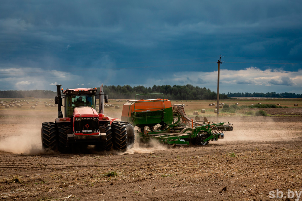 В Беларуси посеяно 10 процентов озимых зерновых