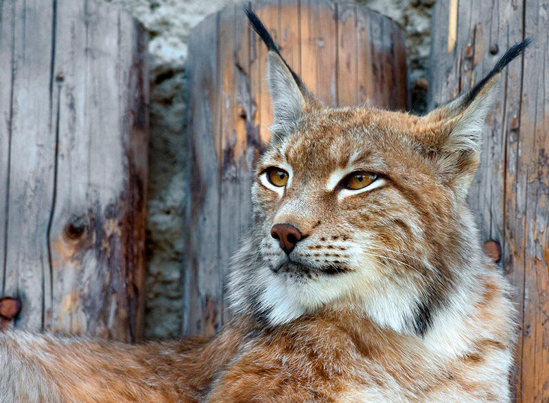 Рысь напала на людей в Могилевском районе
