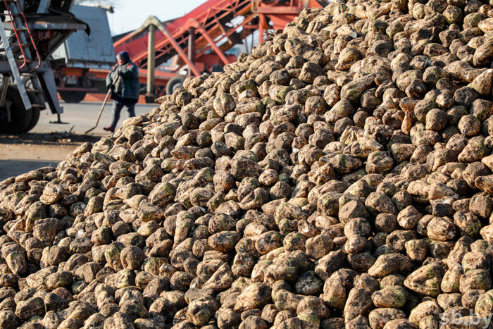 В Беларуси начинается уборка сахарной свеклы