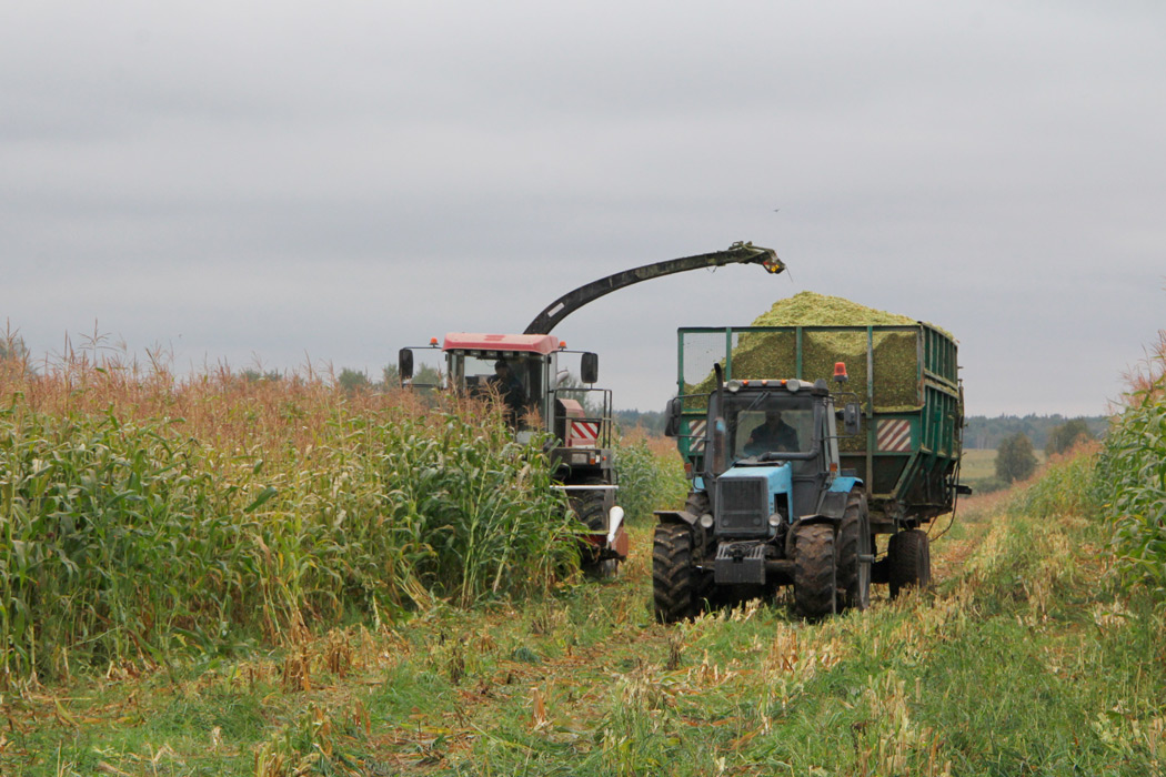 В Круглянском районе  активно началась  уборка кукурузы