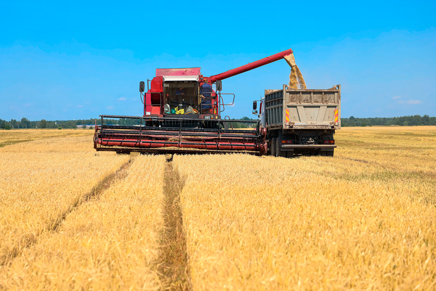 99 процентов зерновых убрали белорусские аграрии