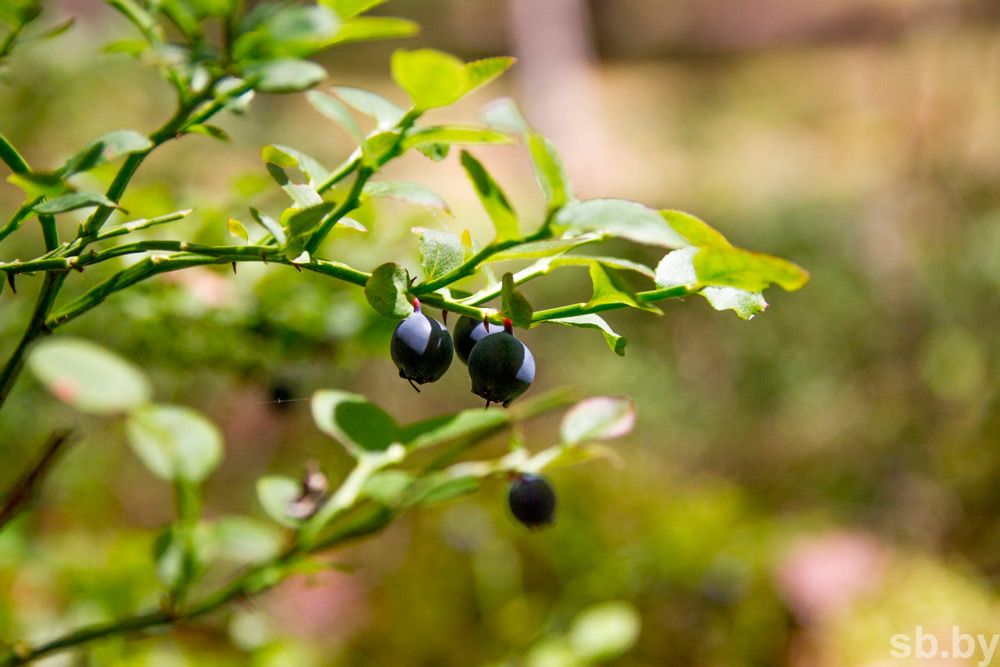 Двое заблудившихся сборщиков ягод провели ночь в лесу – их смогли найти только на второй день