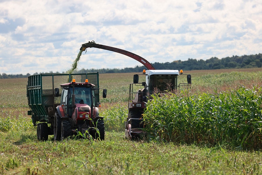 В Беларуси убрали более половины посевов кукурузы на силос и зеленый корм