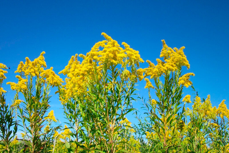 Минприроды напоминает о запрете выращивания золотарника