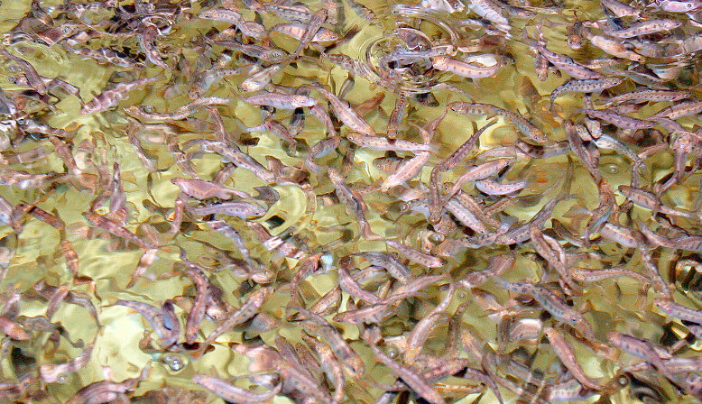 Два комплекса по разведению ценных видов рыб планируют построить в Могилевской области