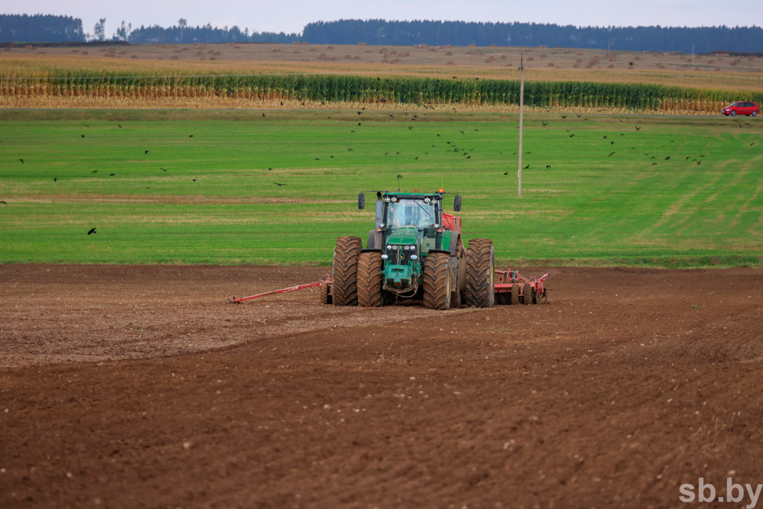 В Беларуси посеяно 88 процентов озимых зерновых