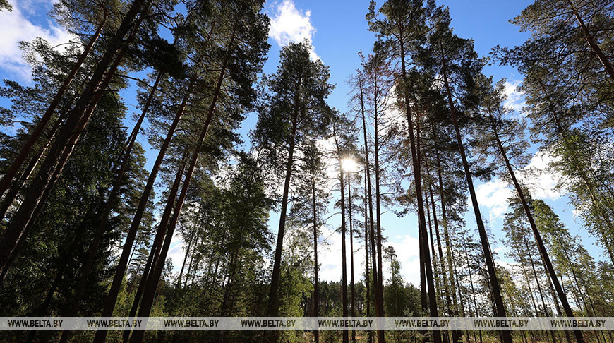 В Беларуси за сутки в лесах потерялись пять человек