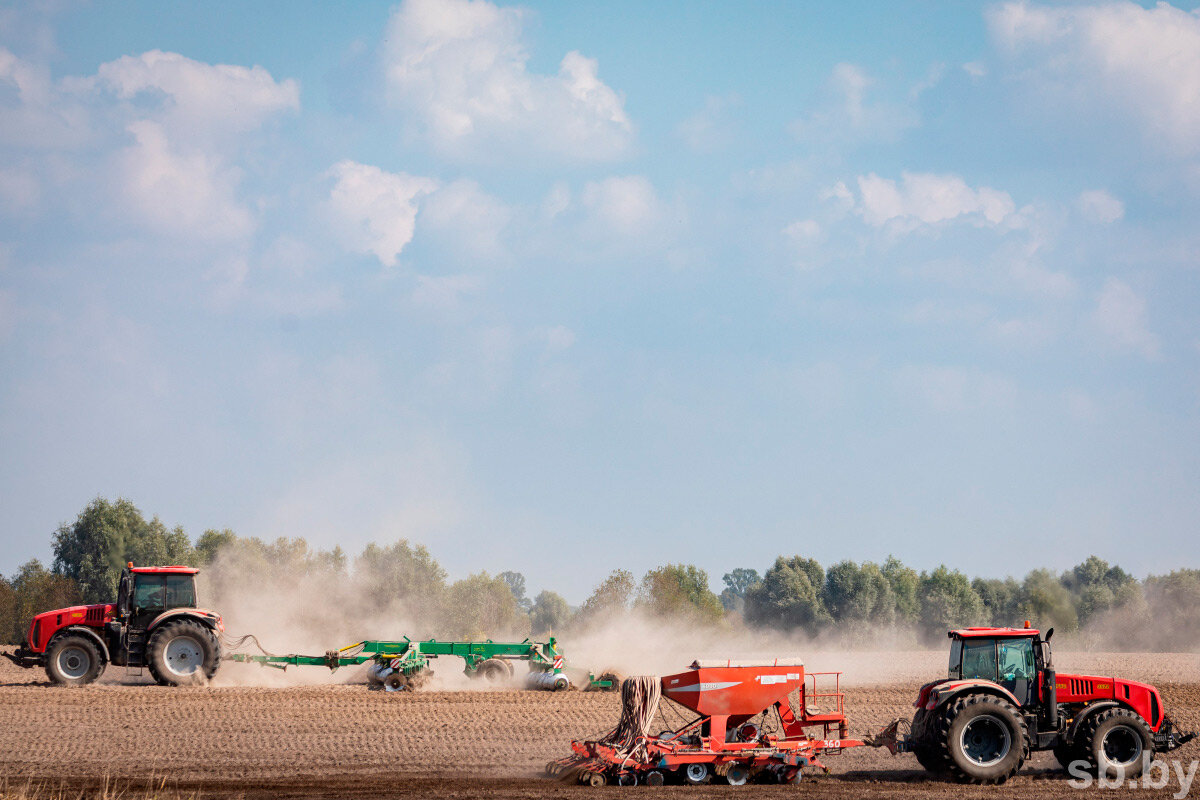 Озимые зерновые в Беларуси посеяны на 86 процентах площадей, одна из областей уже завершила работы