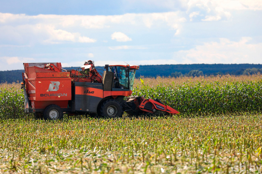 В Беларуси намолочено более полумиллиона тонн зерна кукурузы
