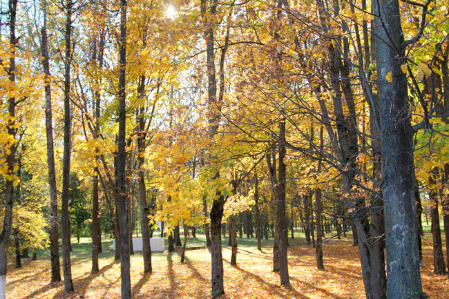 Туман, до +21°С и кратковременные дожди. Какой будет погода с 14 по 19 октября